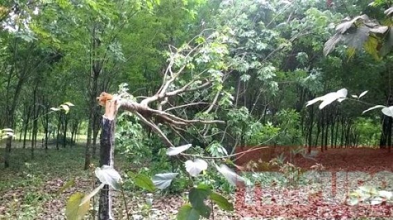 Tripura's massive de-forestation, rubber plantation hits 'World Environment Day'-2016 : Central govt. stressed upon Compensatory Afforestation Fund law Tripura's massive de-forestation, rubber plantation hits 'World Environment Day'-2016 : Central govt. stressed upon Compensatory Afforestation Fund law